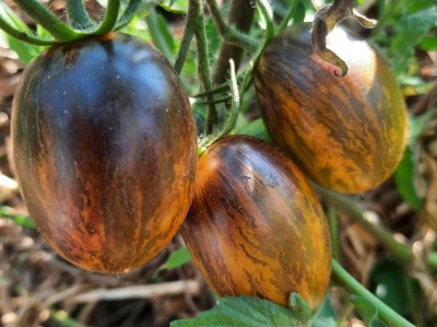 1. Datterino zebrino - Copia.jpg (99.7 KiB) Osservato 450 volte 1. Datterino zebrino - Copia.jpg