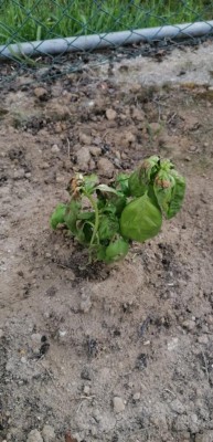 Foto / IMG-20230505-WA0002.jpg IMG-20230505-WA0002.jpg