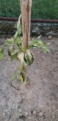 Foto / IMG-20230505-WA0004.jpg IMG-20230505-WA0004.jpg