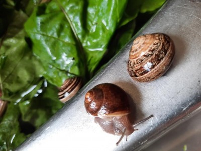 1 Lumache sul lavandino.jpg (96.49 KiB) Osservato 1488 volte 1 Lumache sul lavandino.jpg