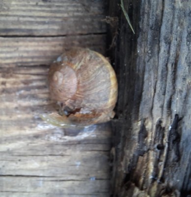 3 Tavole molto vecchie.jpg (85.02 KiB) Osservato 1315 volte 3 Tavole molto vecchie.jpg