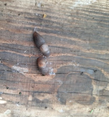 4.jpg (124.73 KiB) Osservato 1342 volte 4.jpg