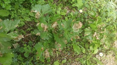 Foto 1 / IMG_20240527_113738.jpg IMG_20240527_113738.jpg