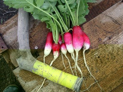 IMGP8499.jpg (214.55 KiB) Osservato 1063 volte IMGP8499.jpg