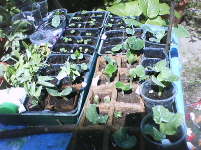 DSC00162.JPG (78.36 KiB) Osservato 1084 volte DSC00162.JPG