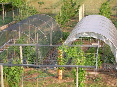 orto2.JPG (159.82 KiB) Osservato 1210 volte orto2.JPG