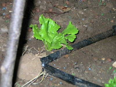 eccola1.jpg (110.36 KiB) Osservato 1057 volte eccola1.jpg