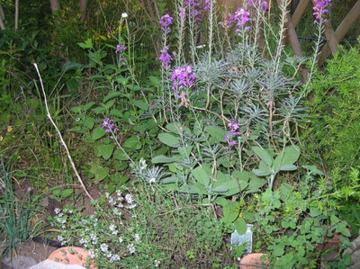 particolare delle aromatiche.jpg (167.77 KiB) Osservato 1055 volte particolare delle aromatiche.jpg