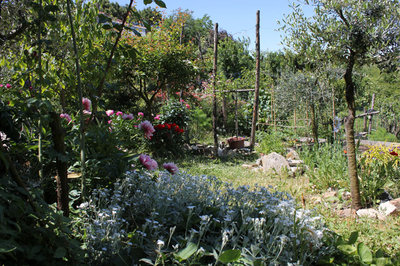 una parte del giardino.jpg (213.13 KiB) Osservato 4733 volte una parte del giardino.jpg