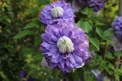 clematis.jpg (98.56 KiB) Osservato 4733 volte clematis.jpg