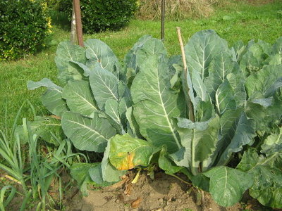 IMG_3875.JPG (78.14 KiB) Osservato 928 volte IMG_3875.JPG