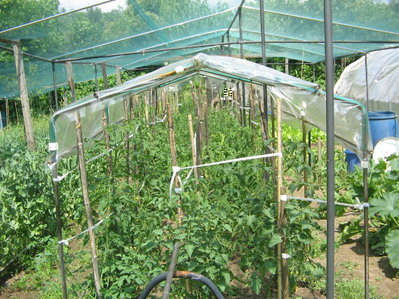 IMG_4302.JPG (119.76 KiB) Osservato 928 volte IMG_4302.JPG