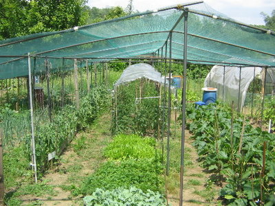 IMG_4310.JPG (97.32 KiB) Osservato 927 volte IMG_4310.JPG