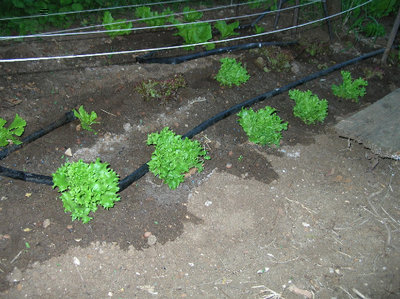 la parcella con le nuove insalate / la parcella con le nuove insalate.jpg la parcella con le nuove insalate.jpg