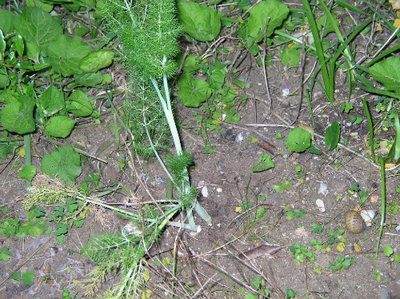 il finocchietto tra le violette e la sempre affamata lumaca / finocchietto e violette, guardati a vista da un'indesiderata ospite.jpg finocchietto e violette, guardati a vista da un'indesiderata ospite.jpg