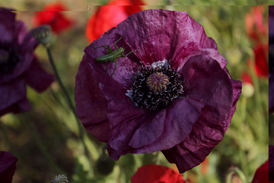 meraviglia !.jpg (104.32 KiB) Osservato 1198 volte meraviglia !.jpg