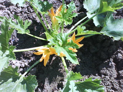 DSC00252.JPG (78.1 KiB) Osservato 753 volte DSC00252.JPG