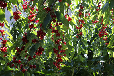 maturano.jpg (205.03 KiB) Osservato 990 volte maturano.jpg