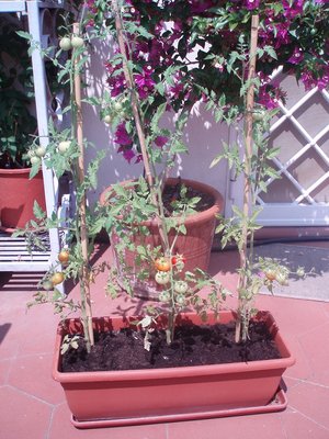 P6034234.JPG (252.92 KiB) Osservato 727 volte P6034234.JPG