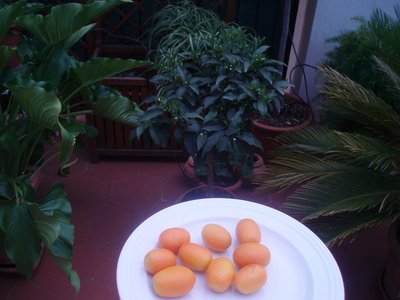 kumquat.JPG (133.45 KiB) Osservato 722 volte kumquat.JPG