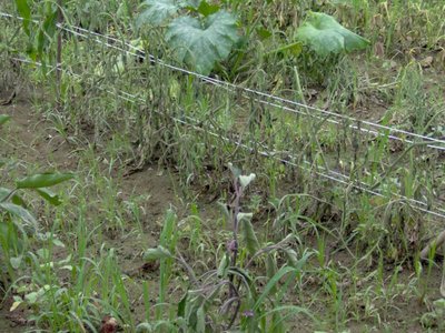 IM000054rid.jpg (135.39 KiB) Osservato 1242 volte IM000054rid.jpg