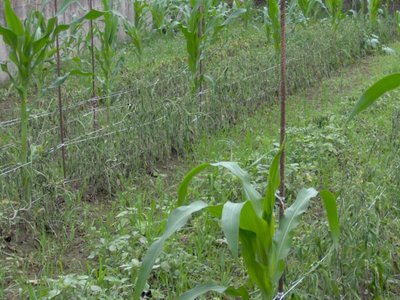 IM000055rid.jpg (121.81 KiB) Osservato 1242 volte IM000055rid.jpg