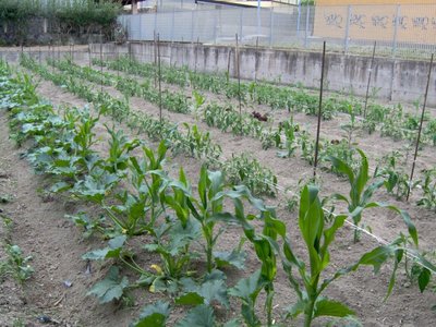 IM000044rid.jpg (133.21 KiB) Osservato 1242 volte IM000044rid.jpg