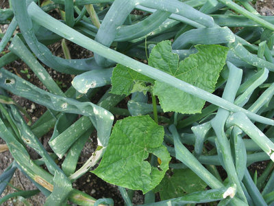 cetriolo tra la cipolla, è venuto da solo / IMGP9082.JPG IMGP9082.JPG