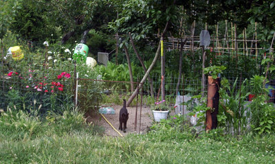 la mia cara gattina. Come si poteva chiamare se no: NERA => mancanza di immaginazione… / IMGP9066.JPG IMGP9066.JPG