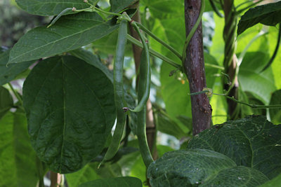 fagiolini.jpg (113.59 KiB) Osservato 1039 volte fagiolini.jpg