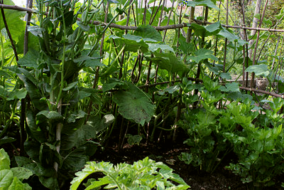 cetrioli.jpg (227.31 KiB) Osservato 1039 volte cetrioli.jpg