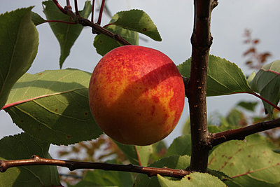 solo 3 sull'albero.jpg (123.69 KiB) Osservato 996 volte solo 3 sull'albero.jpg