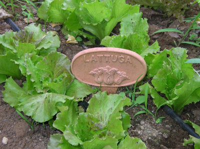 ok..non è lattuga, ma sempre insalata è!.jpg (135.68 KiB) Osservato 817 volte ok..non è lattuga, ma sempre insalata è!.jpg