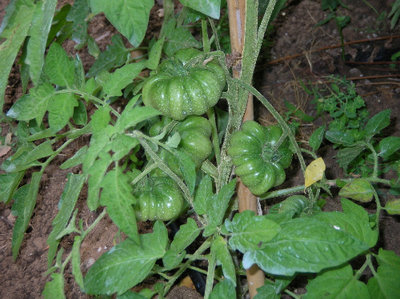 non vedo l'ora di mangiarli!.jpg (136.01 KiB) Osservato 817 volte non vedo l'ora di mangiarli!.jpg