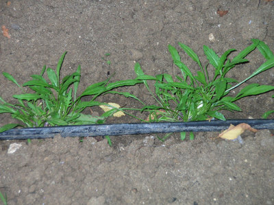 ...insieme alla rucola!.jpg (136.17 KiB) Osservato 817 volte ...insieme alla rucola!.jpg