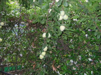 stanno maturando anche .....jpg (184.5 KiB) Osservato 817 volte stanno maturando anche .....jpg