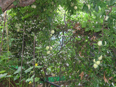 le prugne!.jpg (194.09 KiB) Osservato 817 volte le prugne!.jpg