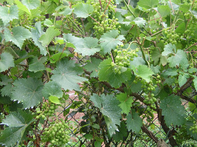 e sulla rete di confine....jpg (171.51 KiB) Osservato 817 volte e sulla rete di confine....jpg