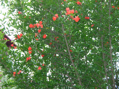 i fiori vermigli del melograno.jpg (186.12 KiB) Osservato 817 volte i fiori vermigli del melograno.jpg