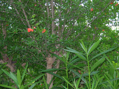 nell'attesa che fiorisca anche l'oleandro!.jpg (181.63 KiB) Osservato 817 volte nell'attesa che fiorisca anche l'oleandro!.jpg