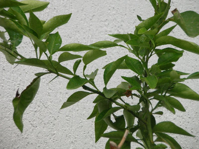 era morto...ma è rinato in vaso il kumquat!.jpg (115.41 KiB) Osservato 817 volte era morto...ma è rinato in vaso il kumquat!.jpg