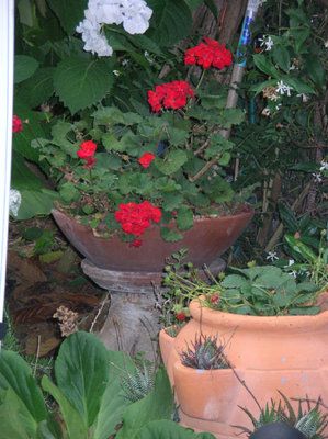 c'è il nuovo arrivato...da completare con altre fragole.jpg (211.88 KiB) Osservato 817 volte c'è il nuovo arrivato...da completare con altre fragole.jpg