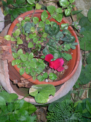 si riaffaccia un timido ciclamino.jpg (231.07 KiB) Osservato 817 volte si riaffaccia un timido ciclamino.jpg