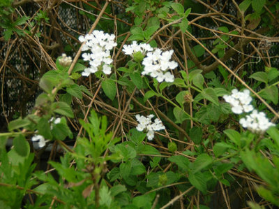 tra la candida lantana!.jpg (138.08 KiB) Osservato 817 volte tra la candida lantana!.jpg