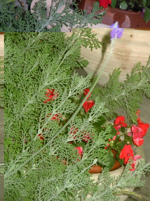 la lavanda fiorita abbraccia l'impatiens!.jpg (237.96 KiB) Osservato 817 volte la lavanda fiorita abbraccia l'impatiens!.jpg