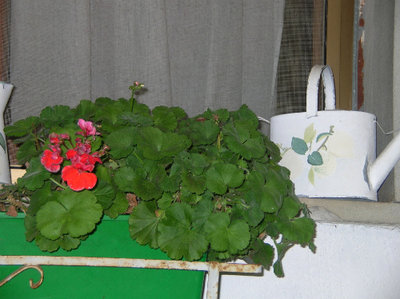 angoletto lezioso...e per finire...jpg (100.21 KiB) Osservato 817 volte angoletto lezioso...e per finire...jpg