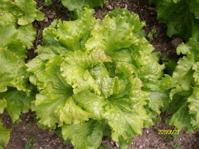 Batavia bionda a bordi rossi2.JPG (274.94 KiB) Osservato 768 volte Batavia bionda a bordi rossi2.JPG