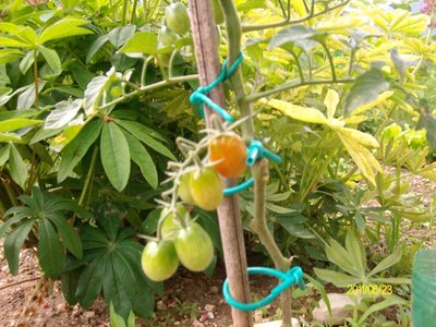 pomodori datterini.JPG (287.76 KiB) Osservato 829 volte pomodori datterini.JPG