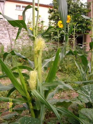 Mais 1.JPG (291.6 KiB) Osservato 752 volte Mais 1.JPG