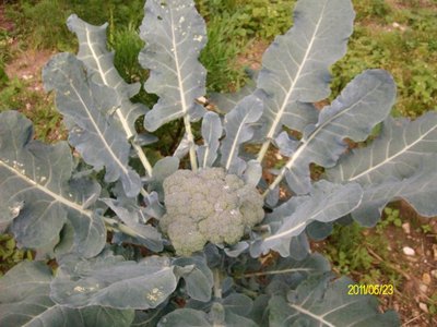 Broccolo 2.JPG (244.68 KiB) Osservato 752 volte Broccolo 2.JPG